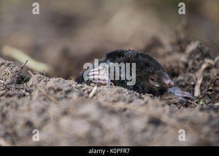 Ein neugieriger Maulwurf seine Nase heraus in das Licht im Garten. Flache Tiefenschärfe Porträt einer Mole. Stockfoto