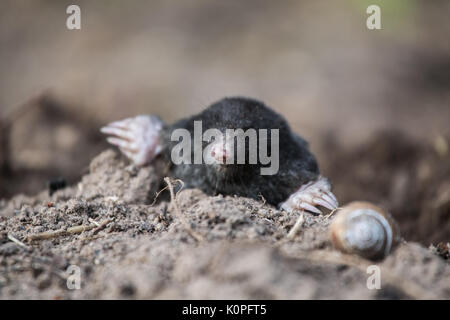 Ein neugieriger Maulwurf seine Nase heraus in das Licht im Garten. Flache Tiefenschärfe Porträt einer Mole. Stockfoto