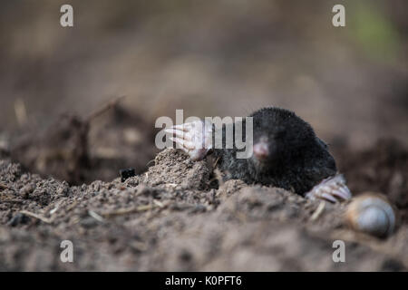 Ein neugieriger Maulwurf seine Nase heraus in das Licht im Garten. Flache Tiefenschärfe Porträt einer Mole. Stockfoto