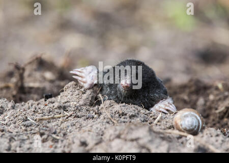 Ein neugieriger Maulwurf seine Nase heraus in das Licht im Garten. Flache Tiefenschärfe Porträt einer Mole. Stockfoto