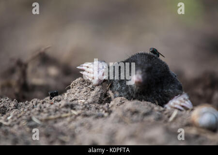 Ein neugieriger Maulwurf seine Nase heraus in das Licht im Garten. Flache Tiefenschärfe Porträt einer Mole. Stockfoto