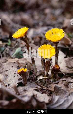 Huflattich (TUSSILAGE FARFARA) - AKA COUGHWORT, HORSEFOOT, colte-Kraut, Fohlen - Fuß, ASS FOOT Stockfoto