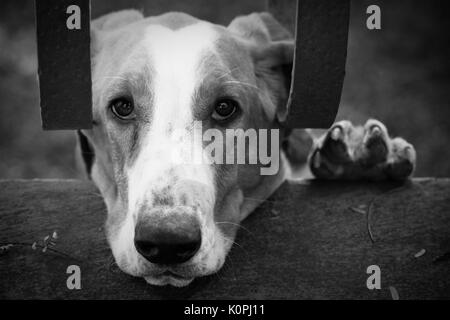 Trauriger Hund (Basset Hound) mit dem Gesicht und linken Pfote Projektion über eine Betonwand und hinter dem Haus metal Bars suchen bis zu der Kamera. Foto in Schwarz a Stockfoto