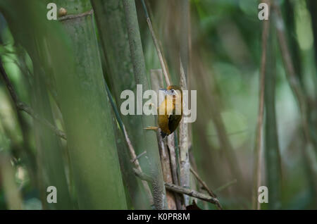 Weiß der tiefsten ochracea Piculet (KSA) in überwucherten Bambuswald Stockfoto