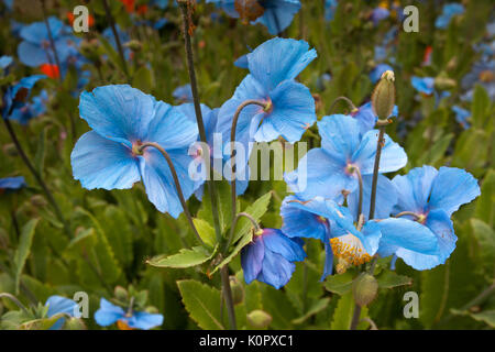 Blumen in Akureyri Botanische Gärten Stockfoto