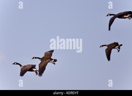 Bild von vier Kanada Gänse fliegen in den blauen Himmel Stockfoto