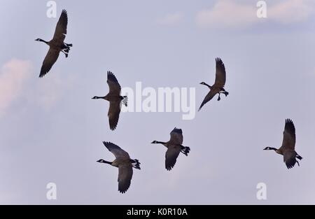 Isoliert Foto einer Gruppe von Kanada Gänse fliegen Stockfoto