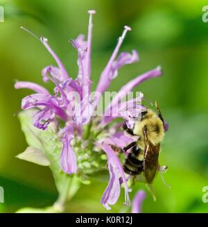 Bild mit einer Honigbiene sitzen auf Blumen Stockfoto