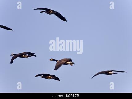 Isolierte Bild von mehreren Canada Geese flying Stockfoto