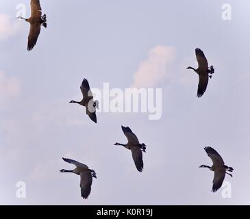 Bild von sechs Kanada Gänse fliegen in den blauen Himmel Stockfoto