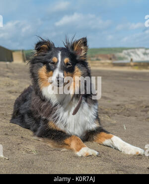 Shetland sheepdog im Urlaub Stockfoto