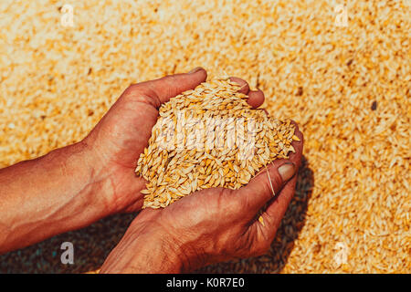 Ernte, in der Nähe von Farmer's Hände, die weizenkörner Stockfoto