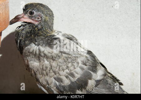 Baby Taube Stockfoto