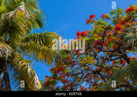 Rote Blumen Bluhen Auf Tropischen Baum Royal Poinciana In Key West Florida Stockfotografie Alamy