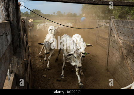 Vieh corralled auf einem Bauernhof im Pantanal in Brasilien, Stockfoto