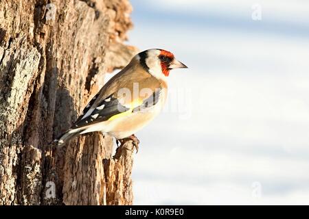 Europäische Stieglitz, Carduelis carduelis, sitzen auf einem Ast. Schnee im Hintergrund. Europa, Land der Slowakei. Stockfoto