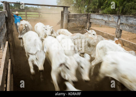 Vieh corralled auf einem Bauernhof im Pantanal in Brasilien, Stockfoto