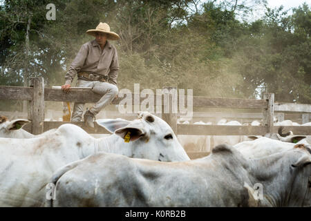 Cowboy corralling das Vieh im Pantanal Stockfoto