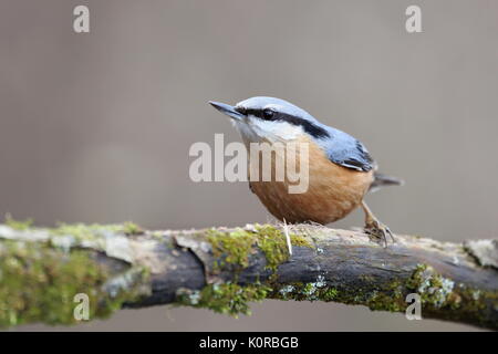 Sitta europaea, Red-breasted Kleiber sitzen auf einem Ast Moss - gewachsen. Natur, Europa, Slowakei Landschaft Stockfoto