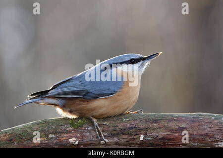 Sitta europaea, Red-breasted Kleiber sitzen auf einem Ast Moss - gewachsen. Natur, Europa, Slowakei Landschaft Stockfoto