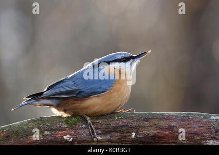 Sitta europaea, Red-breasted Kleiber sitzen auf einem Ast Moss - gewachsen. Natur, Europa, Slowakei Landschaft Stockfoto