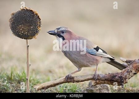 Eurasischen Eichelhäher - Garrulus glandarius, sitzt auf einem Ast und Füttern der Sonnenblume in der Natur. Tierwelt. Stockfoto