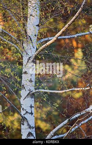 Birkenwald. Betula pendula (Silver Birch) Stockfoto