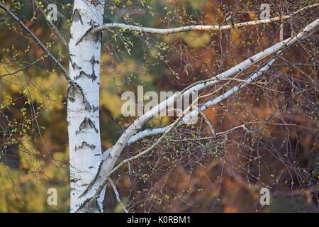 Birkenwald. Betula pendula (Silver Birch) Stockfoto