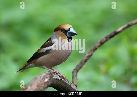 Hawfinch Coccothraustes coccothraustes, sitzen auf einem Baumstumpf. Tierwelt. Europa, Land der Slowakei. Stockfoto