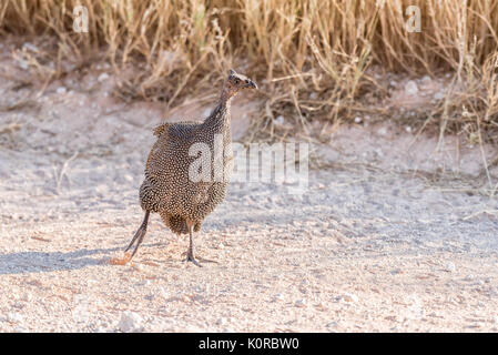 Eine behelmte guineafowl, Numida meleagris, laufen im Norden Namibias Stockfoto