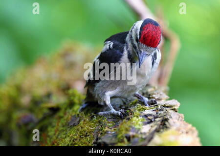 Dendrocopos major, große Specht beschmutzt. Buntspecht sitzt auf einem Ast mit Moos. Tierwelt. Stockfoto