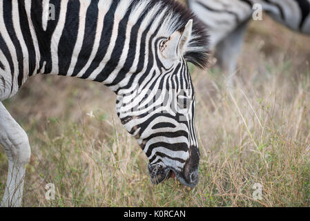 Burchell's Zebra Beweidung im Kruger National Park Stockfoto