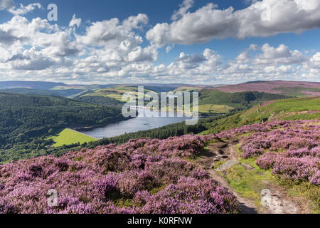 Ladybower Reservoir von bamford Kante, Moorland Heather in voller Blüte, Peak District National Park england Derbyshire uk Gb Stockfoto