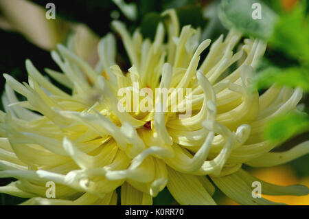 Elegante Dahlie Nahaufnahme Stockfoto