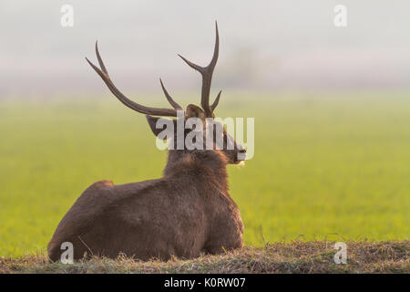 Sambar Hirsche männlich (Rusa unicolor) Blick auf das Grünland in Bharatpur Vogelschutzgebiet, Rajasthan. Stockfoto