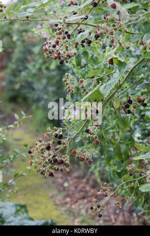 Rubus fruticosus. Erste wilde Brombeeren in der Hecke Anfang August in der englischen Landschaft Stockfoto