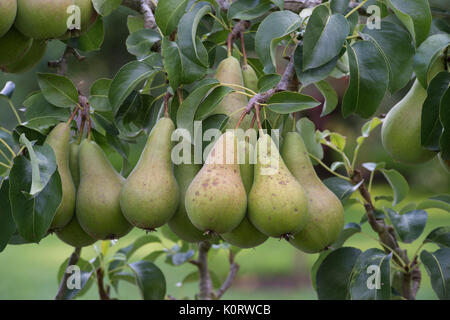 Pyrus Communis "Beurre Hardy'. Pear" Beurre Hardy' Frucht am Baum im August. Großbritannien Stockfoto