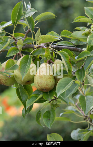 Pyrus Communis 'Invincible'. Delwinor. Birne 'Invincible' Frucht am Baum im August. Großbritannien Stockfoto