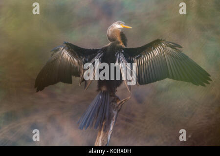 Das Oriental darter oder indische Schlangenhalsvogel (Anhinga melanogaster) selbst putzen am See Bharatpur Vogelschutzgebiet, Rajasthan, Indien Stockfoto