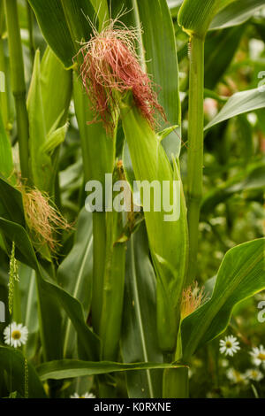 Mais Kulturen Reifung im August Sonnenschein mit wilden Gänseblümchen wachsen zwischen den Reihen Stockfoto