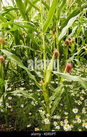 Mais Kulturen Reifung im August Sonnenschein mit wilden Gänseblümchen wachsen zwischen den Reihen Stockfoto