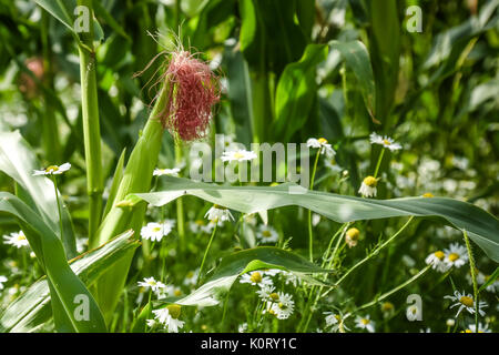 Mais Kulturen Reifung im August Sonnenschein mit wilden Gänseblümchen wachsen zwischen den Reihen Stockfoto