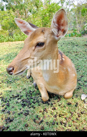 Kleine Hirsch von Japan mit leicht gabelförmige Geweih Stockfoto