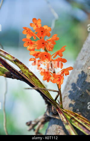 Ein Miniatur Orchidee mit einem attraktiven Fan von Ascocentrum miniatum verlässt, nicht mehr und nicht weniger als atemberaubend, wenn der Cluster von leuchtendem orange Blüten erscheinen Stockfoto