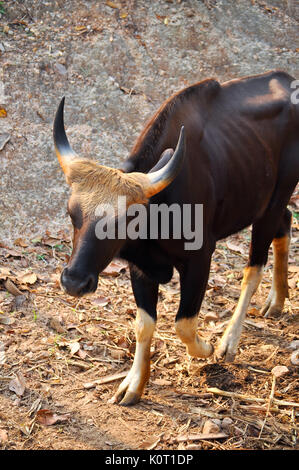 Gaur ist eine große Rinder native zu Südasien und Südostasien. Stockfoto