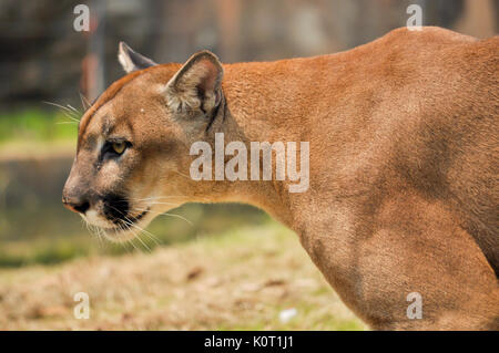 Die Cougar, auch als die Puma bekannt Stockfoto