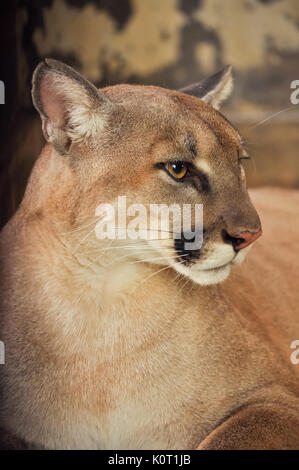 Die Cougar, auch als die Puma bekannt Stockfoto