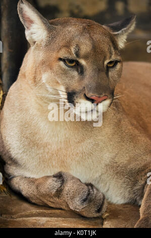 Die Cougar, auch als die Puma bekannt Stockfoto