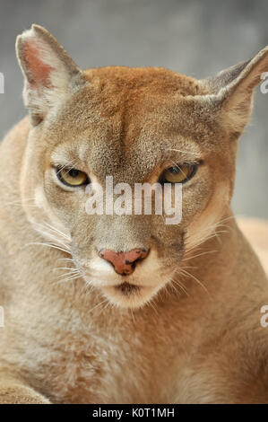 Die Cougar, auch als die Puma bekannt Stockfoto