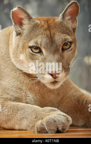 Die Cougar, auch als die Puma bekannt Stockfoto